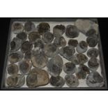 Natural History - Geology, Palaeontology, a large tray collection of British ammonites, various
