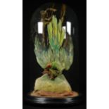 Taxidermy - a Victorian green parrot, mounted swooping, glass dome with ebonsied base, 38cm high,