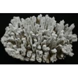 Natural History - a finger coral (porites porites) specimen, 26cm wide
