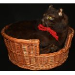 Taxidermy - a black domestic cat, curled in a wicker basket, green glass eyes, 40cm diam, early 20th