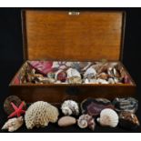 Natural History - a 19th century oak box, containing an arrangement of sea shells, coral, agate,