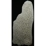 Natural History - a brain coral pillar specimen, 23cm high