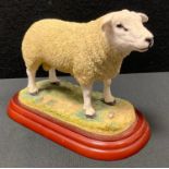 A Border Fine Arts model Texel Ram, AD736