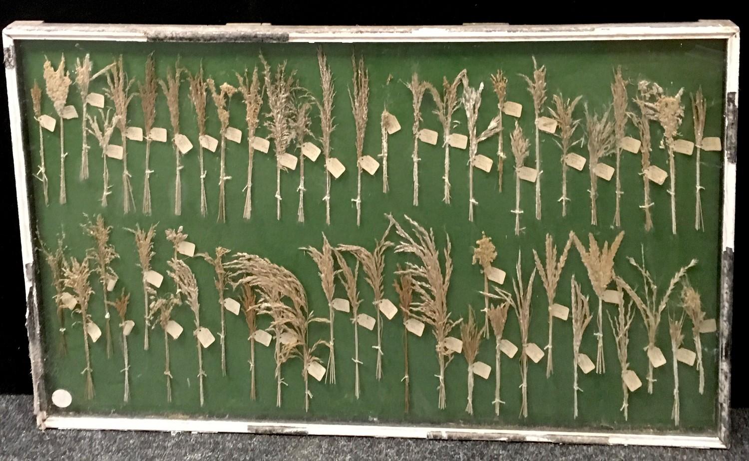 Agrostology - a collector?s montage of different samples of seeded grasses.