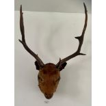 Taxidermy - a Stag's head This lot must be collected from S44 5SU on Friday 23/4/21 between 9.30 -