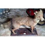 Taxidermy - a fox, standing This lot must be collected from S44 5SU on Friday 23/4/21 between 9.30 -