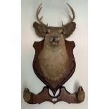 Taxidermy - a stag's head and hooves, mounted on an oak shield, approx. 82cm high This lot must be