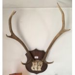 A pair of stag antlers, oak shield mount This lot must be collected from S44 5SU on Friday 23/4/21