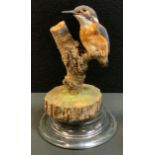 Taxidermy- a Kingfisher on a branch, glass dome