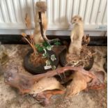 Taxidermy - a stoat, others This lot must be collected from S44 5SU on Friday 23/4/21 between 9.30 -