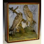 Taxidermy - a late Victorian pair of long-eared owls, naturalistically mounted perched on mossy