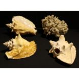Conchology - a large Queen Conch shell; others; a large coral cluster (4)