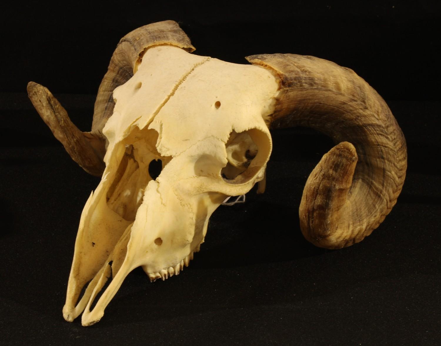 Natural History - a rams skull and horns