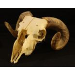 Natural History - a rams skull and horns