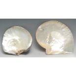 Natural History, Conchology - a large pearl shell specimen, 26cm wide; another, similar, 19cm, [2]