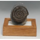 Natural History - Geology, Palaeontology - an ammonite specimen, mounted for display, 15cm high