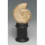 Natural History - Paleontology - an ammonite fossil, mounted for display, 16.5cm high overall