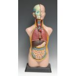 Medical - a didactic teaching model torso, showing digestive system and internal organs, the head