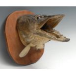 Taxidermy - Fishing, a pike's head, naturalistically mounted, its mouth agape, rounded oak plinth,