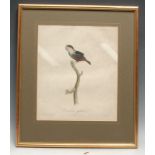 Ornithology - Gremilliet, by, Pauline De Courcelle, after, Manakin Goitreux, from Histoire Naturelle