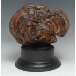 Natural History - a bracket fungus specimen, mounted for display, 24cm high overall
