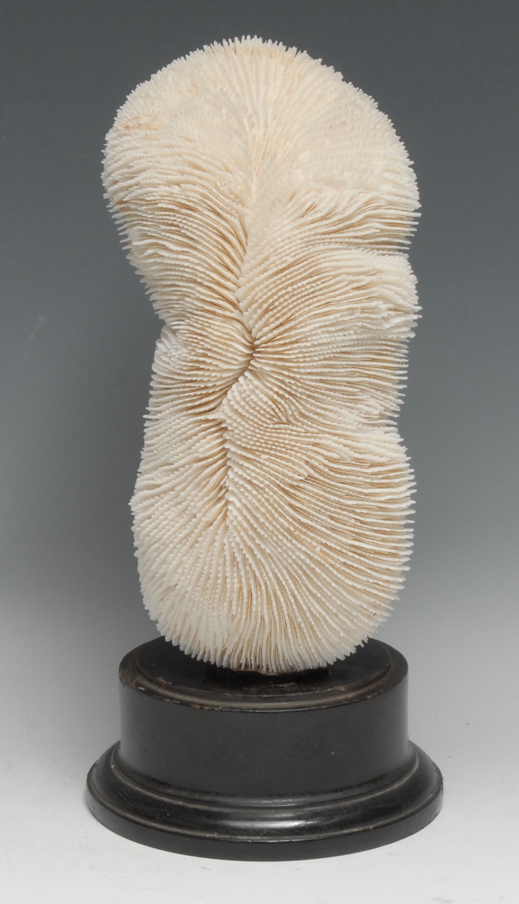 Natural History - a large coral specimen, mounted for display, 31cm high