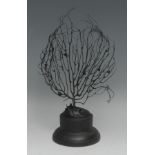 Natural History - a black coral specimen, mounted for display, 22cm high