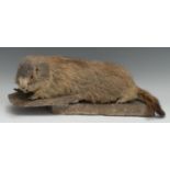 Taxidermy - a marmot, naturalistically mounted upon a rock, 47cm long