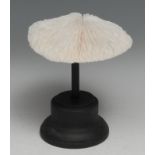 Natural History - a mushroom coral specimen, mounted for display, 15cm high overall