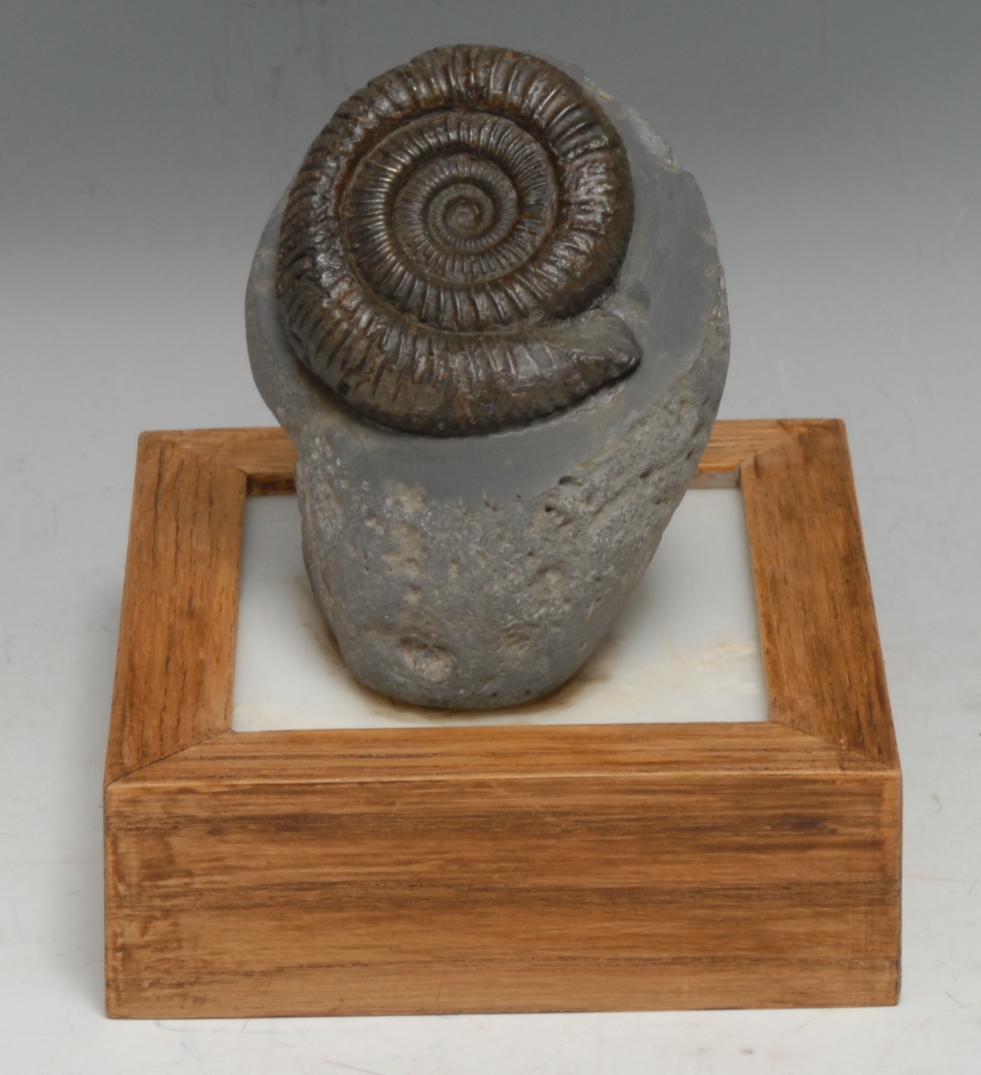 Natural History - Geology, Palaeontology - an ammonite specimen, mounted for display, 15cm high