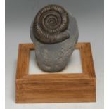 Natural History - Geology, Palaeontology - an ammonite specimen, mounted for display, 15cm high