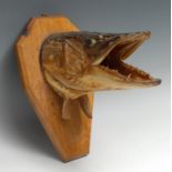 Taxidermy - Fishing, a pike's head, naturalistically mounted, its mouth agape, canted shield-
