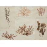 Natural History - a pair of 'herbarium' arrangements of seaweed samples, each annotated with
