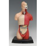 Medical - a rubber didactic anatomical model, of a male torso, enclosing its organs, 26.5cm high
