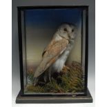 Taxidermy - a a Victorian barn owl, naturalistically mounted, glazed case, 40.5cm high, 32.5cm wide,