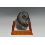 Natural History - Geology, Palaeontology - an ammonite specimen, 12cm wide, oak plinth base,