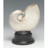 Natural History - Conchology, a pearl nautilus shell, mounted for display, 19.5cm high overall