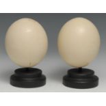 Natural History - a pair of ostrich eggs, each mounted for the Wunderkammer, 20cm high, [2]