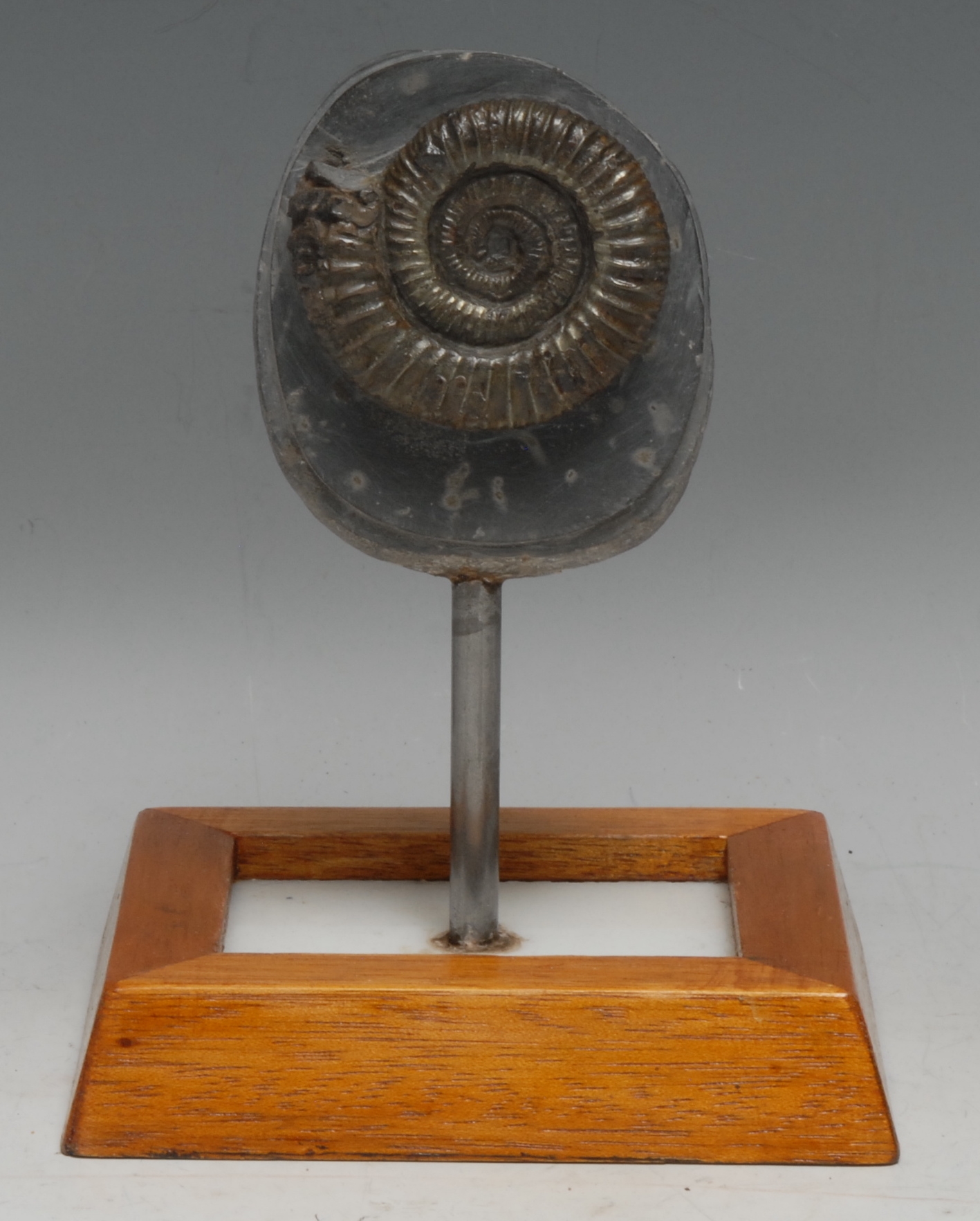 Natural History - Geology, Palaeontology - an ammonite specimen, 7cm wide, hardwood plinth base,