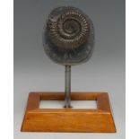 Natural History - Geology, Palaeontology - an ammonite specimen, 7cm wide, hardwood plinth base,