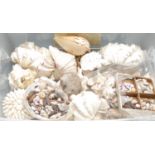 Natural History - Conchology, a large collection of British and world shells including conches,