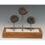 Natural History - Geology, Palaeontology - an arrangement of three ammonites, mounted for display,