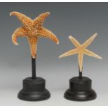 Natural History - two starfish specimens, mounted for display, the tallest 23cm overall, [2]