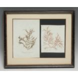 Natural History - a 'herbarium' arrangement of seaweed samples, Cladostephus Spongiosus and