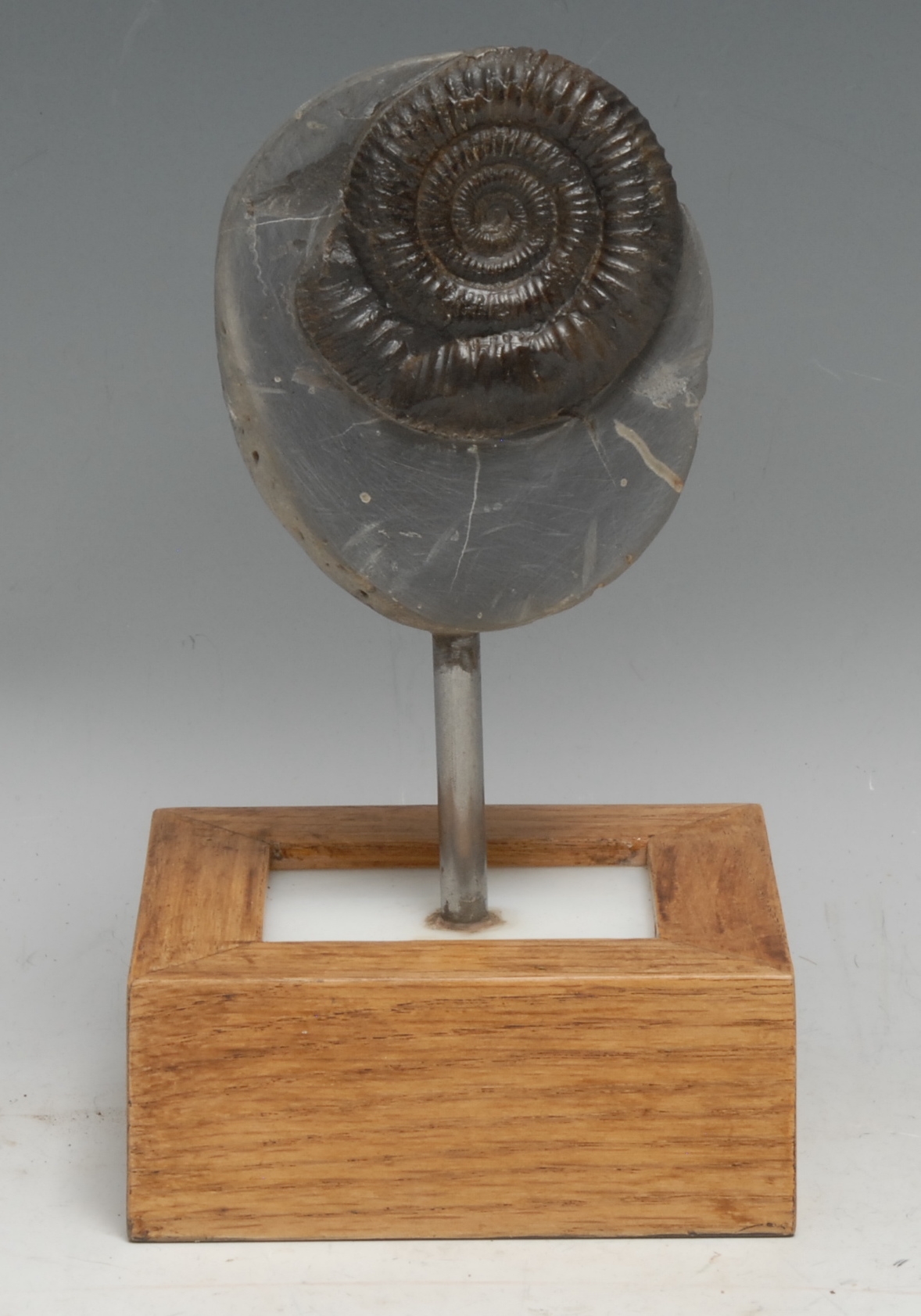 Natural History - Geology, Palaeontology - an ammonite specimen, mounted for display, 19cm high