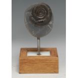 Natural History - Geology, Palaeontology - an ammonite specimen, mounted for display, 19cm high