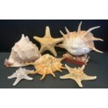 Conchology - starfish, large conch shell sculpture etc.