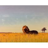 Paddy Martin Dawn Free, with lion in grasses signed Paddy, oil on canvas, 91cm x 122cm