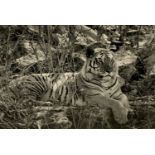 A black and white photograph, by Roger Hooper, of a tiger at Pench National Park, Mahya Pradesh,