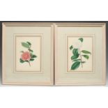 E**D**Smith (early 19h century) A Pair, Botanical Studies, White and Red Roses signed, 1898,